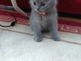 Scottish Fold Yavrularımız Yeni Yuvalarını Arıyorlar