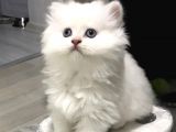 British Longhair Silver Shaded Ns1133 Kedimin Yavruları
