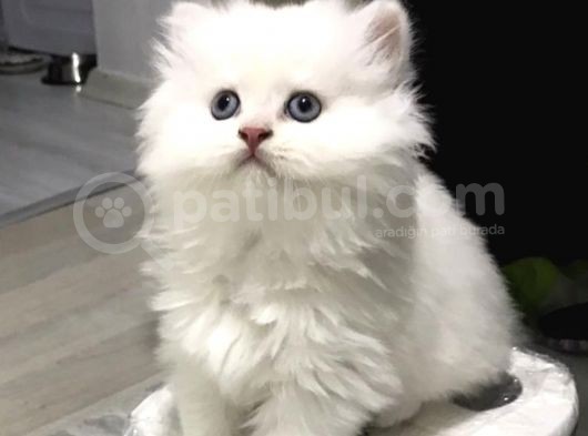 British Longhair Silver Shaded Ns1133 Kedimin Yavruları