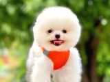 Safkan Pomeranian Yavrular