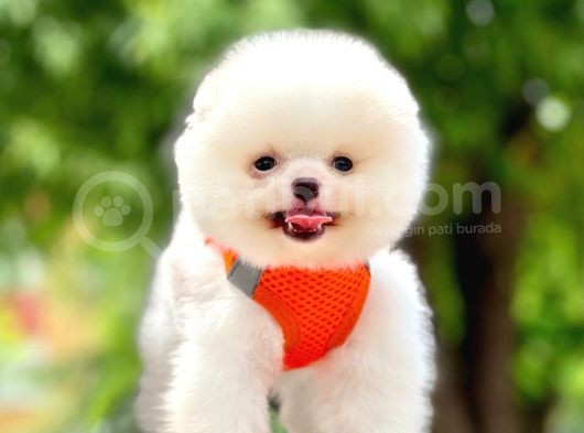 Safkan Pomeranian Yavrular görsel