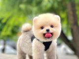 Safkan Teddy Pomeranian Yavrular