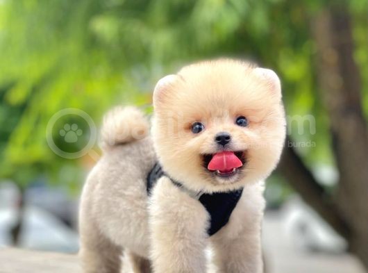 Safkan Teddy Pomeranian Yavrular görsel