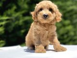 Çeşi̇t Çeşi̇t Poodle Bebekleri̇mi̇z