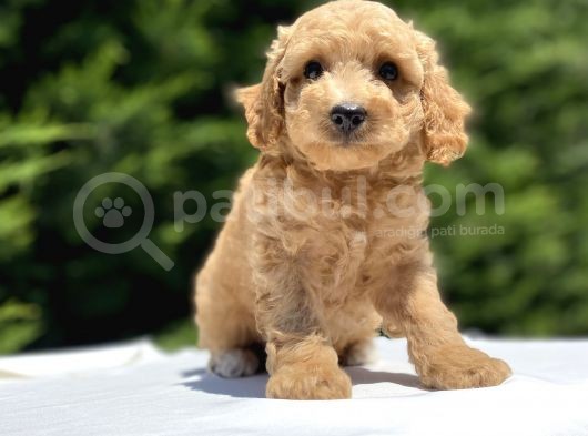 Çeşi̇t Çeşi̇t Poodle Bebekleri̇mi̇z görsel