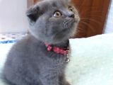 Scottish Fold Yavrularımız Yeni Yuvalarını Arıyorlar