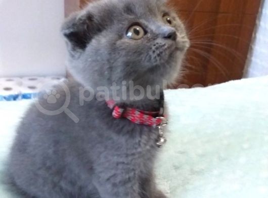 Scottish Fold Yavrularımız Yeni Yuvalarını Arıyorlar görsel
