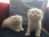 Scottish Fold Yavrularımız Yeni Yuvalarını Arıyorlar