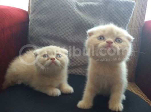 Scottish Fold Yavrularımız Yeni Yuvalarını Arıyorlar görsel