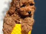 Red Toy Poodle
