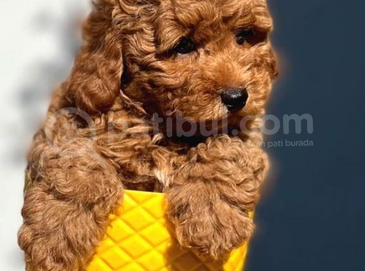 Red Toy Poodle görsel