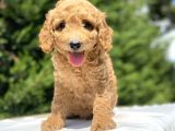 Gülen Surat Poodle Bebekleri̇mi̇z