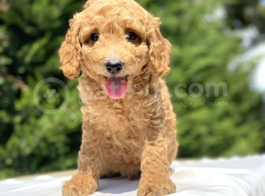 Gülen Surat Poodle Bebekleri̇mi̇z