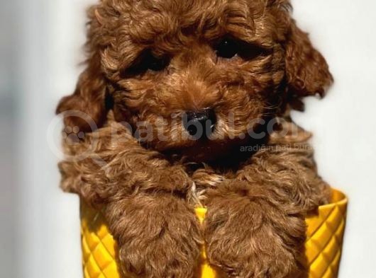 Red Toy Poodle görsel