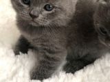 British Shorthair Yavrularımız