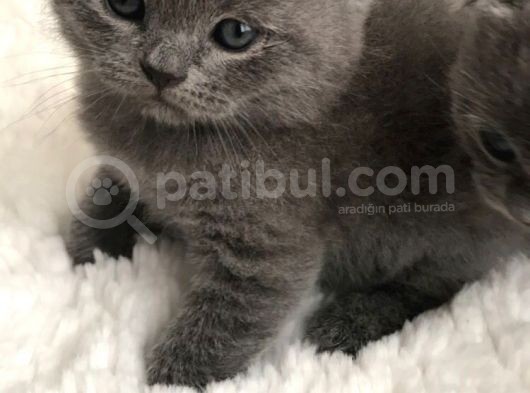 British Shorthair Yavrularımız görsel