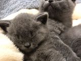 British Shorthair Yavrularımız