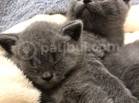 British Shorthair Yavrularımız görsel
