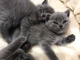 British Shorthair Yavrularımız