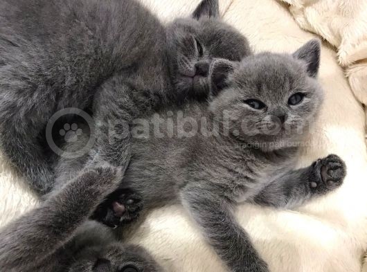 British Shorthair Yavrularımız görsel