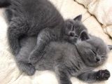 British Shorthair Yavrularımız