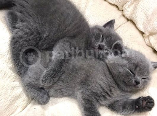 British Shorthair Yavrularımız görsel