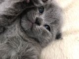 British Shorthair Yavrularımız
