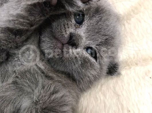 British Shorthair Yavrularımız