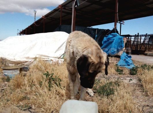 Aksaray Malağı Yavru Iken Bulunmuştur görsel