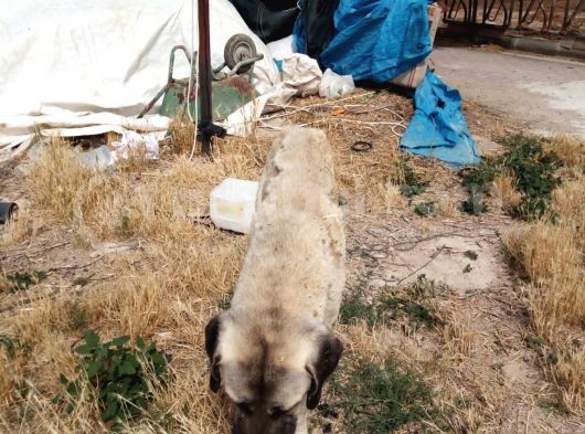 Aksaray Malağı Yavru Iken Bulunmuştur görsel