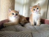 Safkan British Shorthair Yavrular
