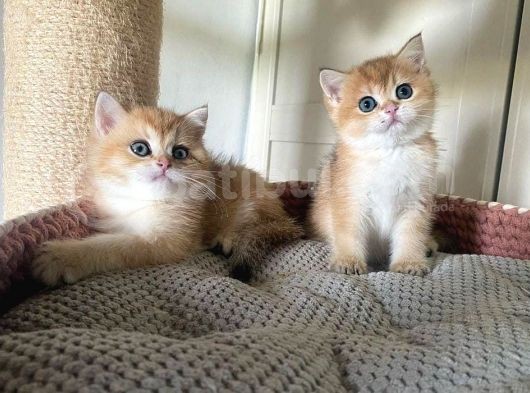 Safkan British Shorthair Yavrular görsel