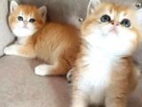 SafKan British Shorthair Yavrular