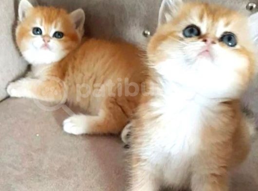 Safkan British Shorthair Yavrular
