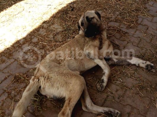 Aksaray Malağı Yavru Iken Bulunmuştur görsel