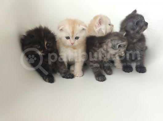05 Mayıs Doğumlu British Longhair görsel