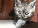 05 Mayıs Doğumlu British Longhair