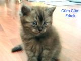 05 Mayıs Doğumlu British Longhair