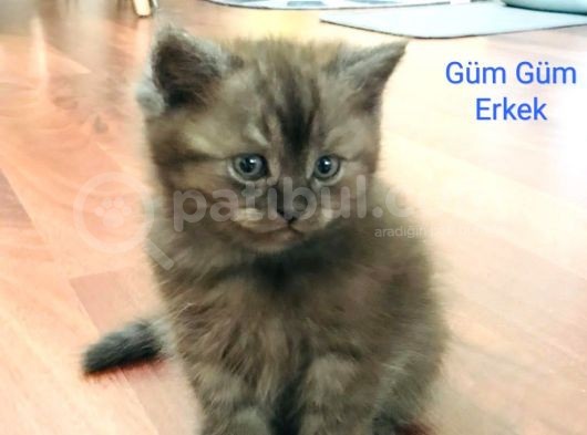 05 Mayıs Doğumlu British Longhair görsel
