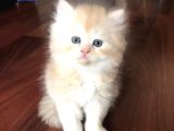 05 Mayıs Doğumlu British Longhair