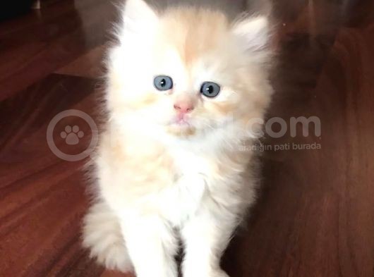 05 Mayıs Doğumlu British Longhair