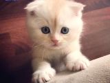 05 Mayıs Doğumlu British Longhair