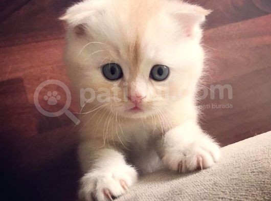 05 Mayıs Doğumlu British Longhair görsel