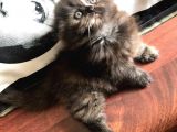 05 Mayıs Doğumlu British Longhair