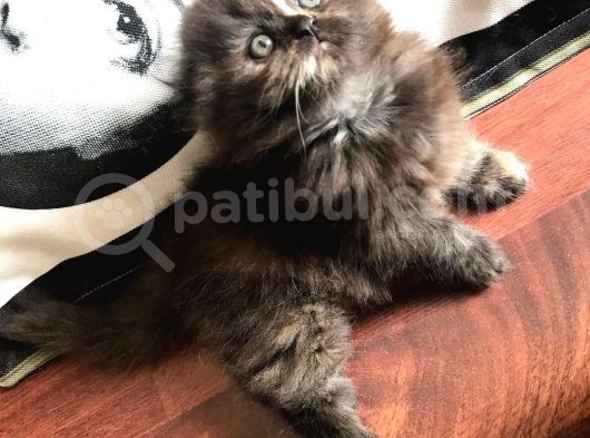 05 Mayıs Doğumlu British Longhair görsel