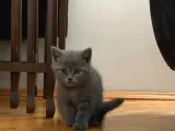 British Shorthair Yavrularımız