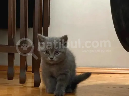British Shorthair Yavrularımız