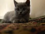 British Shorthair Yavrularımız