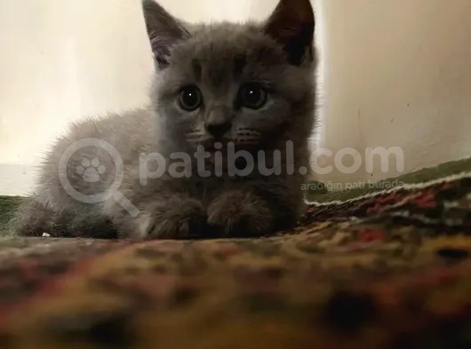British Shorthair Yavrularımız görsel