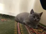 British Shorthair Yavrularımız